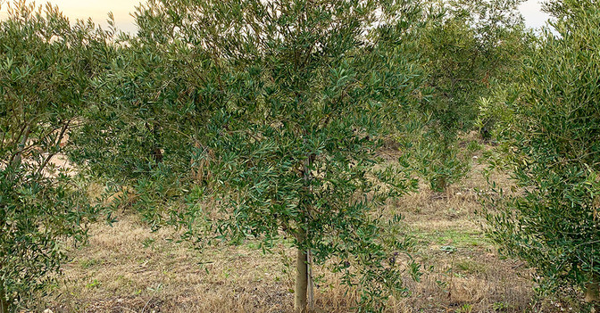  AGA Olivenbaum Kochbuch 