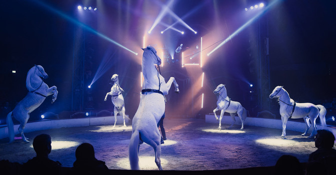 GF Stars in der Manege   GF Stars in der Manege