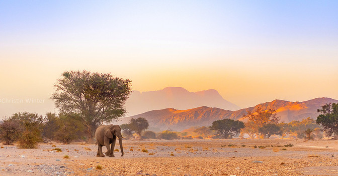  3 Tage Elefanten-Tracking 