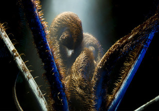  AfK JanLeonardo Cubri 1 