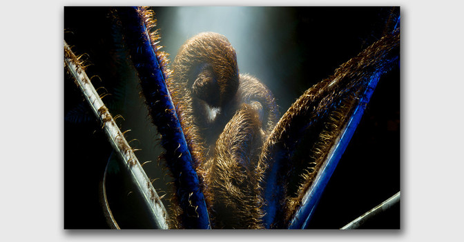 AFK JanLeonardo Cubri   AFK JanLeonardo Cubri