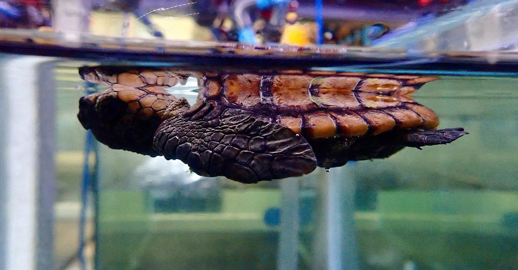  AGA Babyschildkröte Shirt 