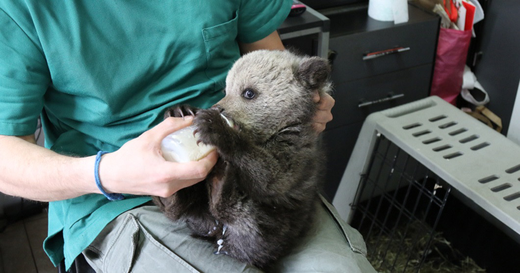  AGA Bär Hirschhausen 