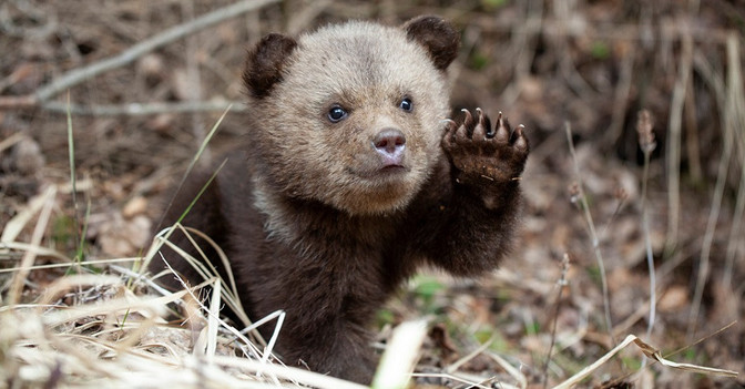  AGA Bärenprojekt Kalender 