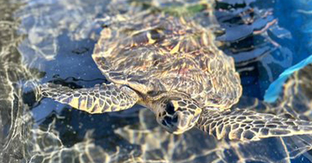  AGA Bild Bob und Pate 