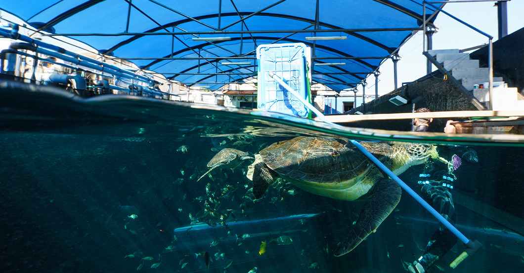 AGA Bob Gemälde    AGA Bob Gemälde