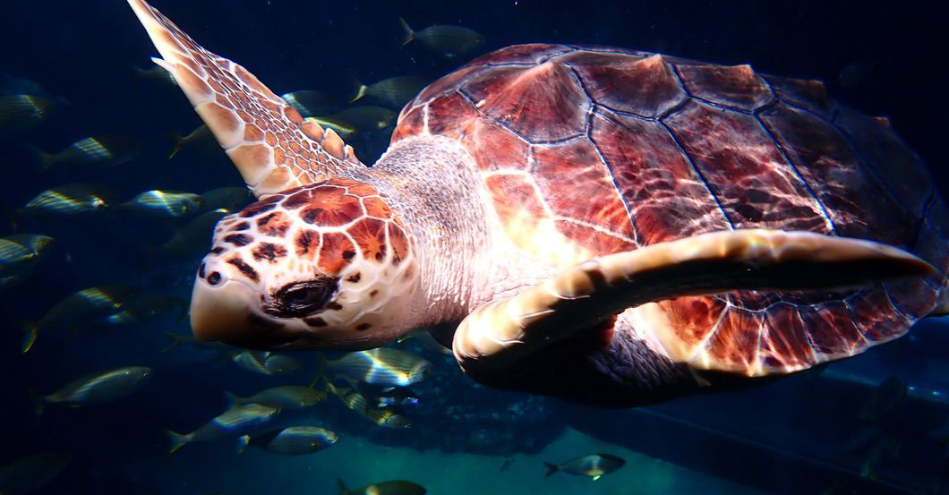 AGA Bob Gemälde    AGA Bob Gemälde