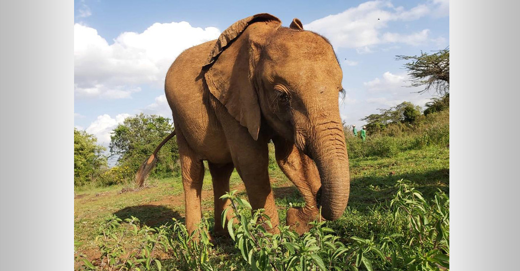 AGA Elefant Bildband   AGA Elefant Bildband