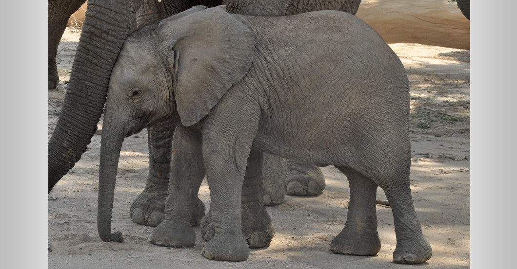 AGA Elefant Skulptur   AGA Elefant Skulptur