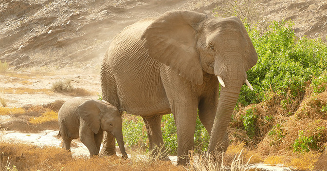  AGA Elefant Skulptur 