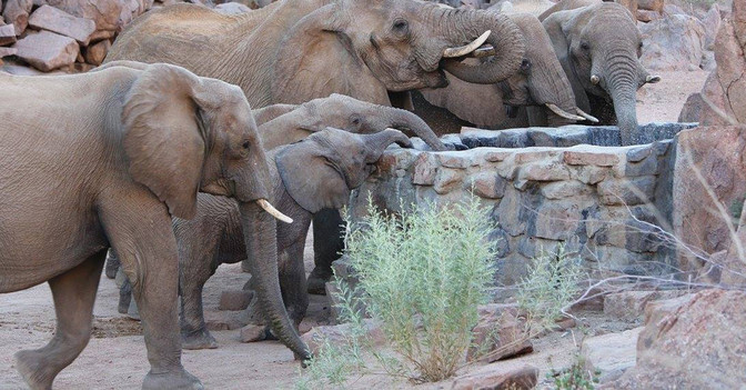  AGA Elefanten-Brunnen 