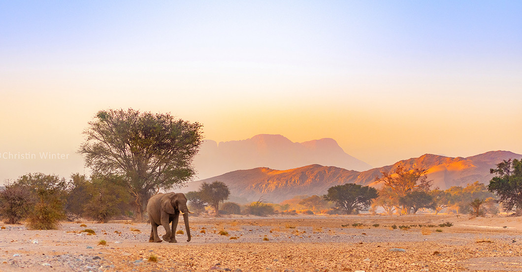  AGA Elefanten-Tracking 