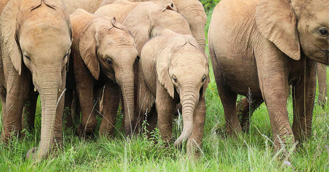  AGA Elefantenschmuck 