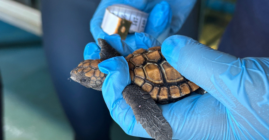  AGA Figur klein und Pate 