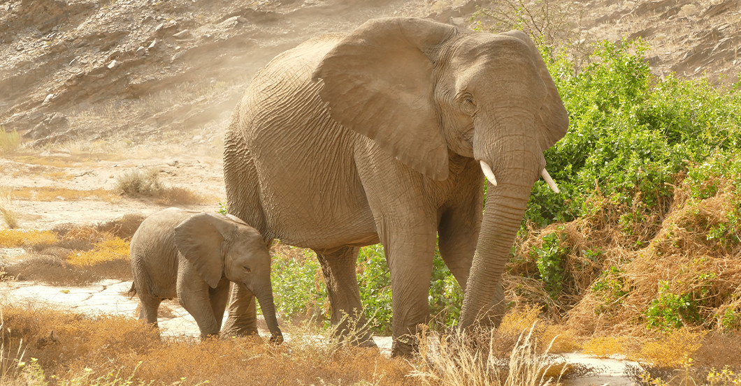 AGA Fiori Brunnen    AGA Fiori Brunnen