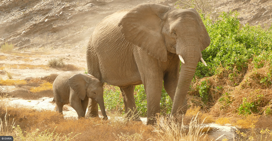 AGA Gemälde Fiori   AGA Gemälde Fiori