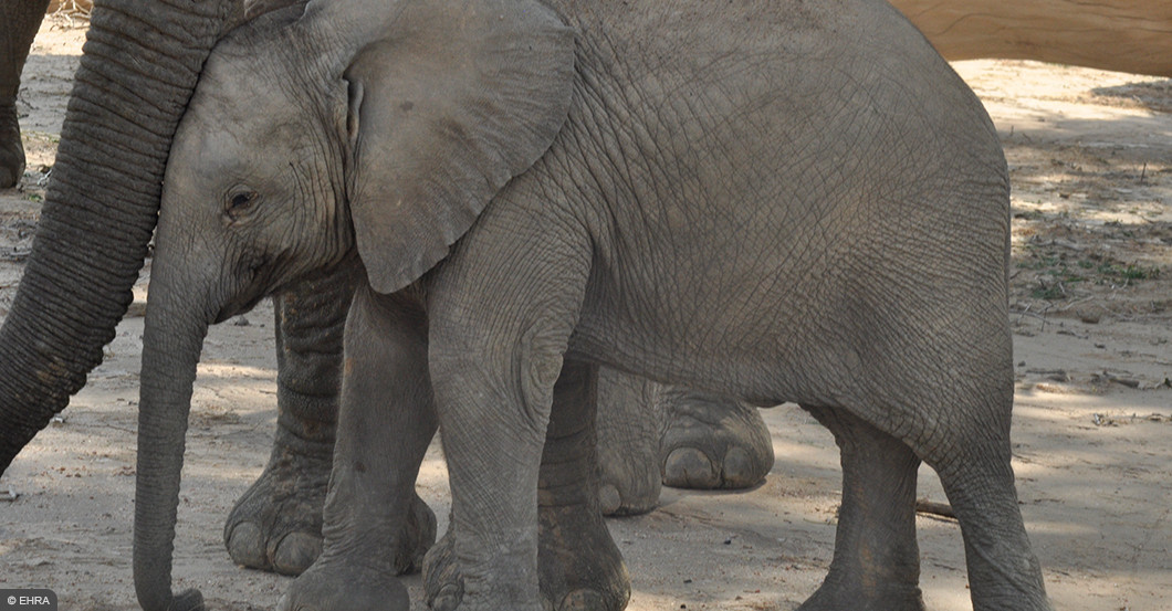 AGA Gemälde Fiori   AGA Gemälde Fiori