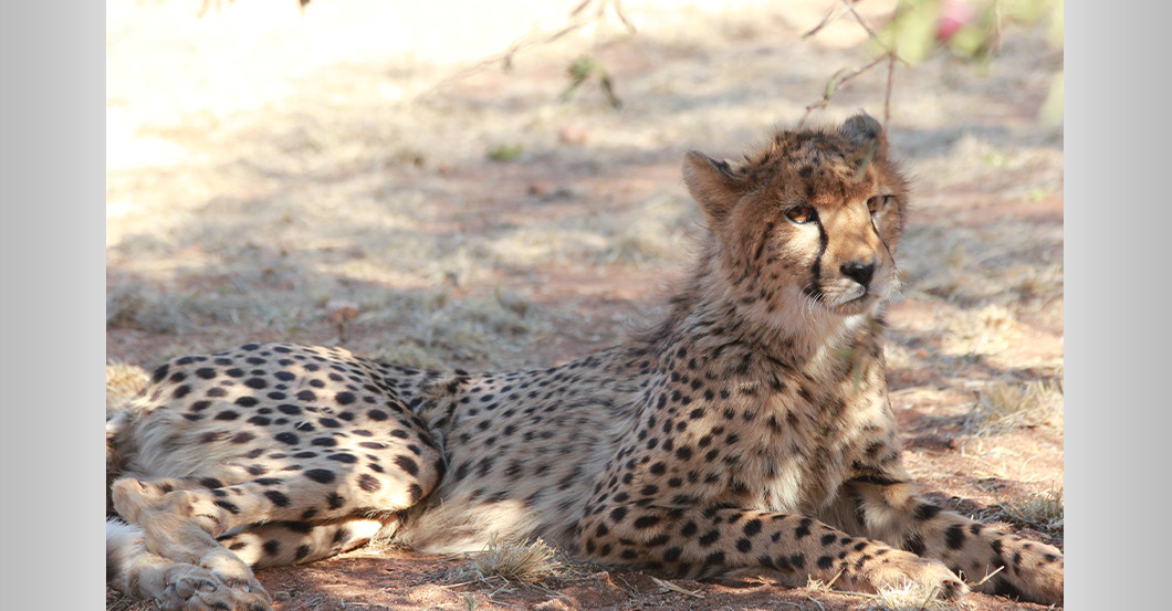 AGA Gepard Figur   AGA Gepard Figur