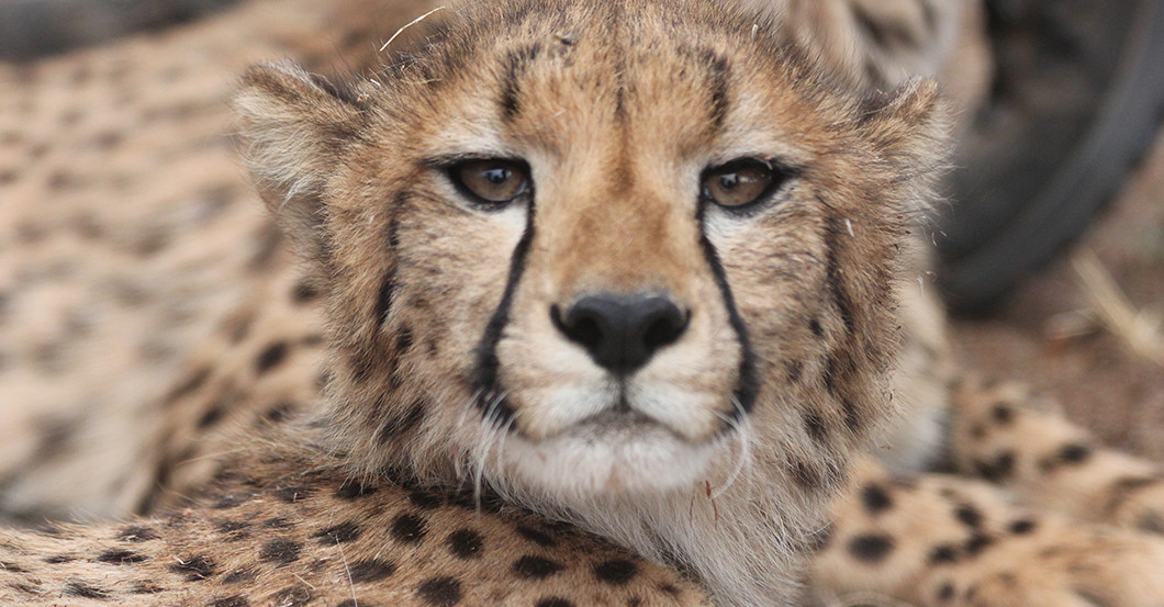 AGA Gepard Gemälde    AGA Gepard Gemälde