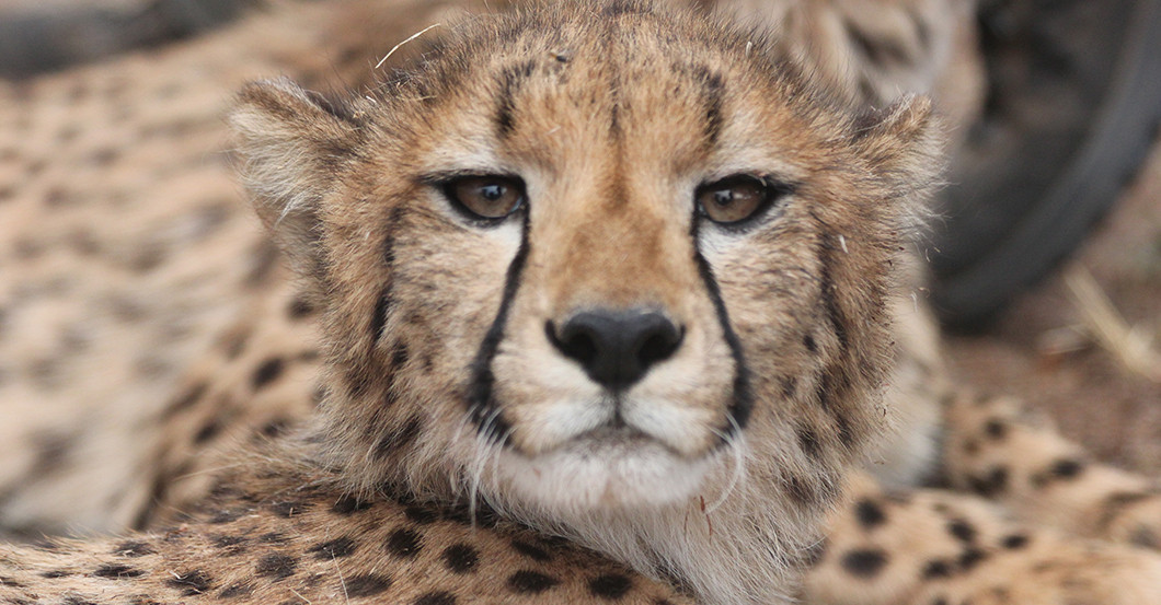 AGA Gepard Plüschtier   AGA Gepard Plüschtier