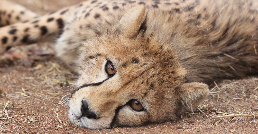 AGA Gepard und Figur   AGA Gepard und Figur