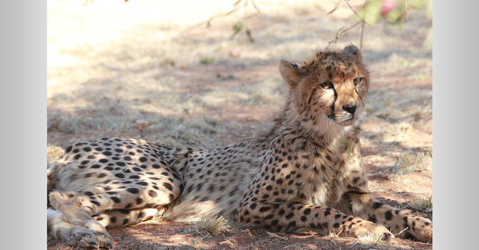  AGA Geparden Kochset 