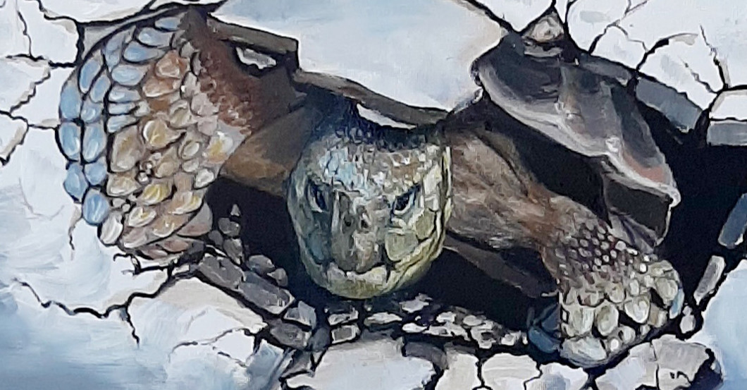 AGA Hennings Schildkröte   AGA Hennings Schildkröte