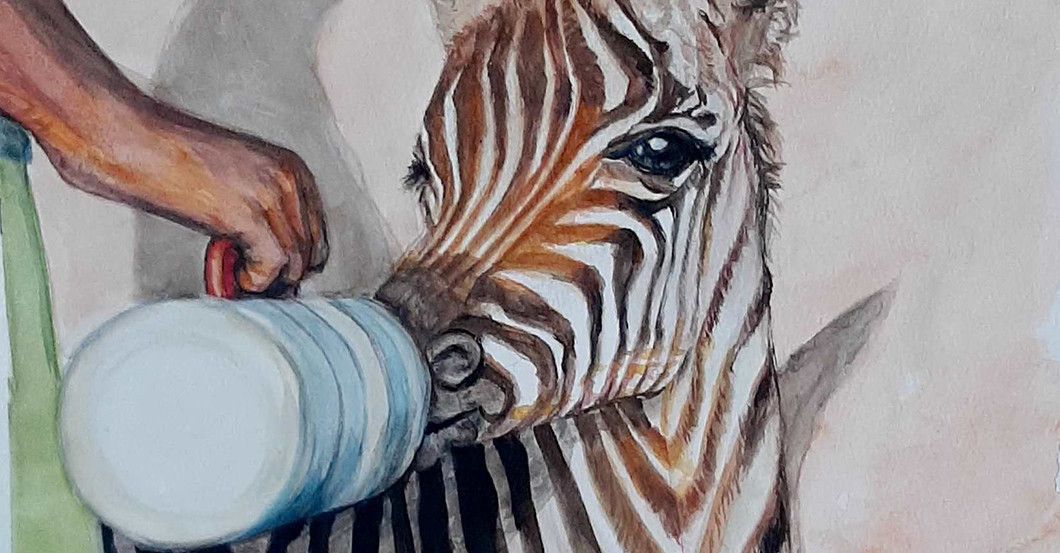 AGA Hennings Zebra   AGA Hennings Zebra