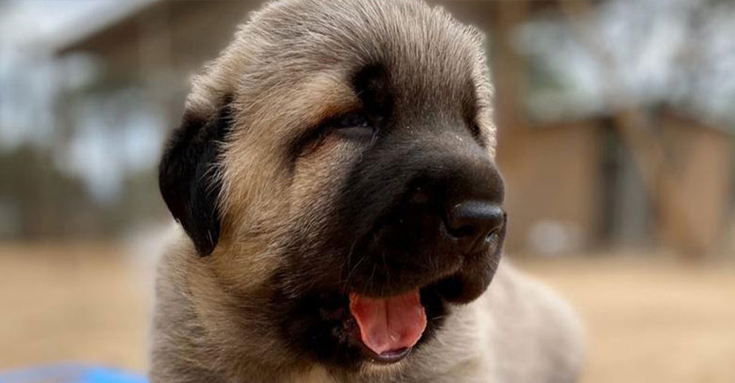  AGA Herdenhund und Buch  