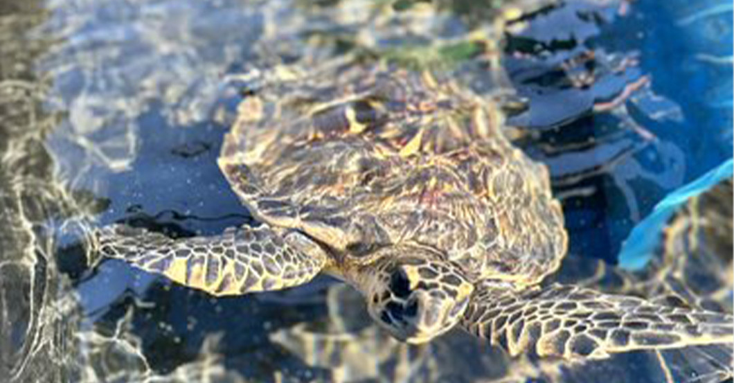  AGA Jaenicke Buch Harley 