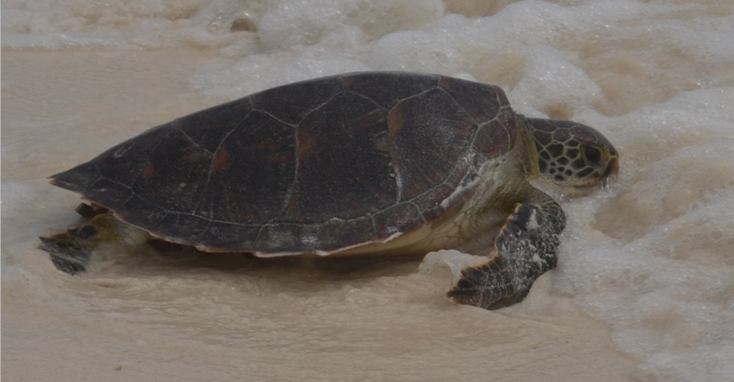 AGA Jaenicke MSC Projekt   AGA Jaenicke MSC Projekt