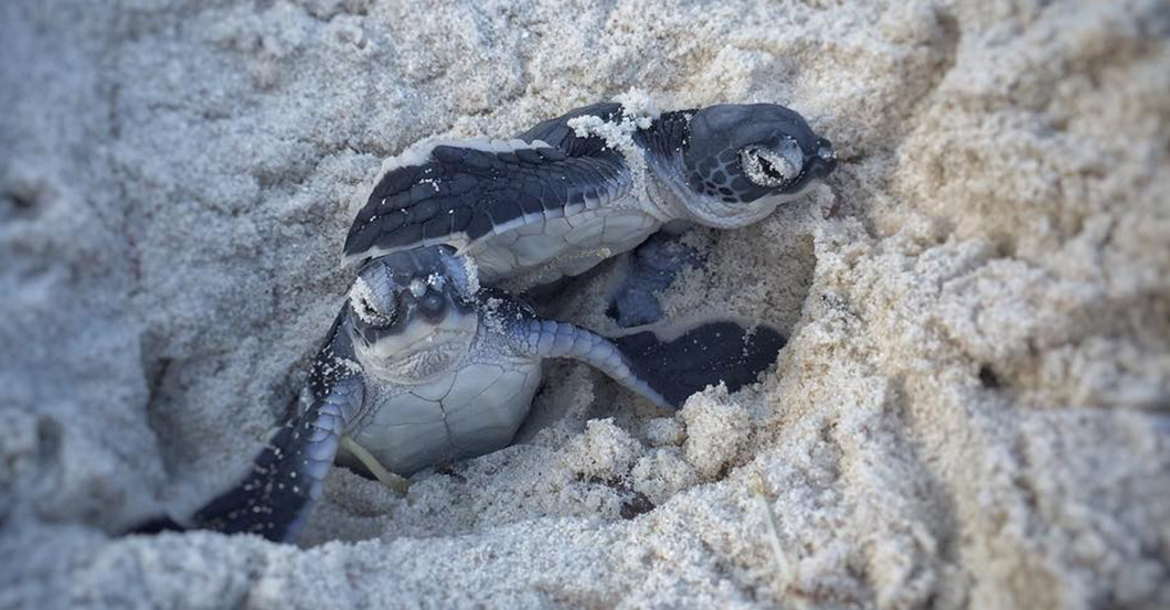 AGA Jaenicke Schildkroete   AGA Jaenicke Schildkroete
