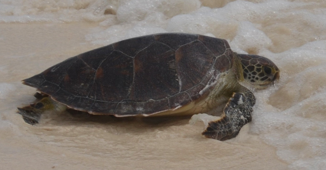  AGA Kalender Schildkröte 