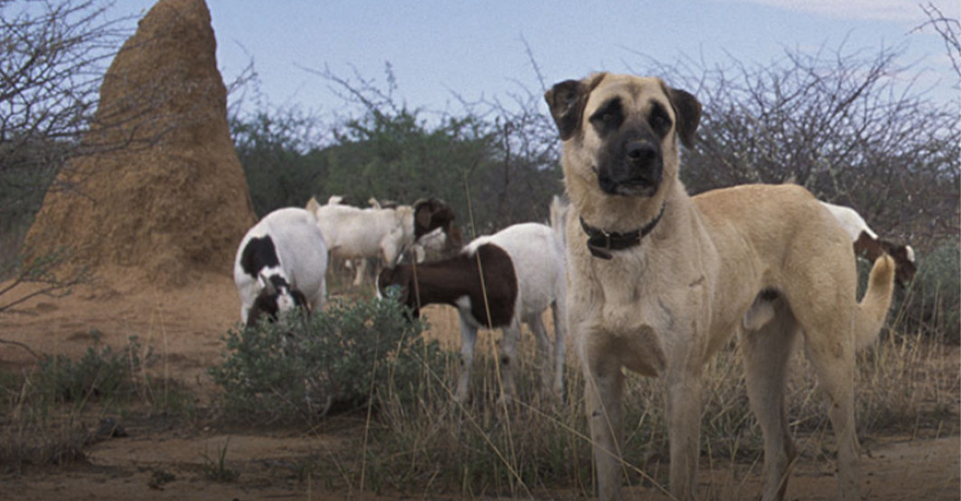  AGA Katja Brandis Paket 2 