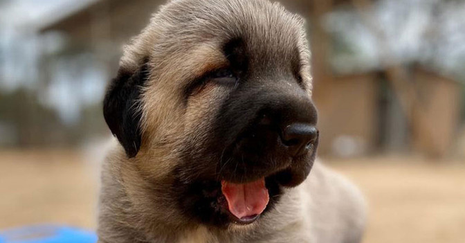  AGA Katja Brandis Paket 2 