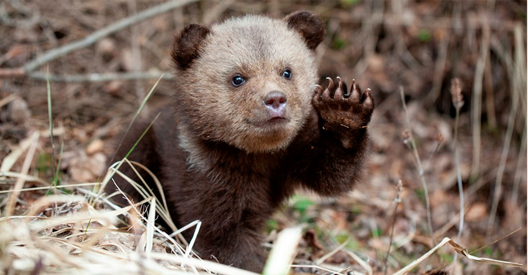  AGA Katja Brandis Paket 4 