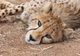  AGA Kochset und Gepard 