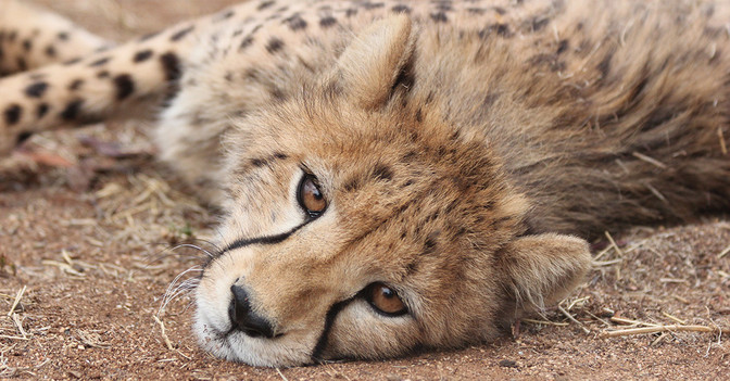  AGA Kochset und Gepard 