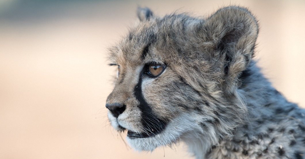  AGA Mondkalender Gepard 