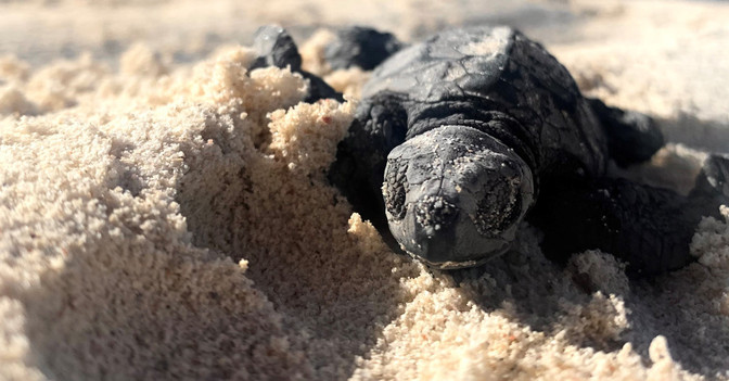  AGA Name Schildkröte  