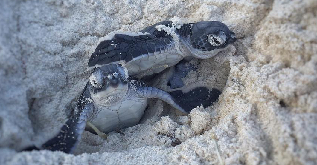  AGA Nestpate Straws 2 