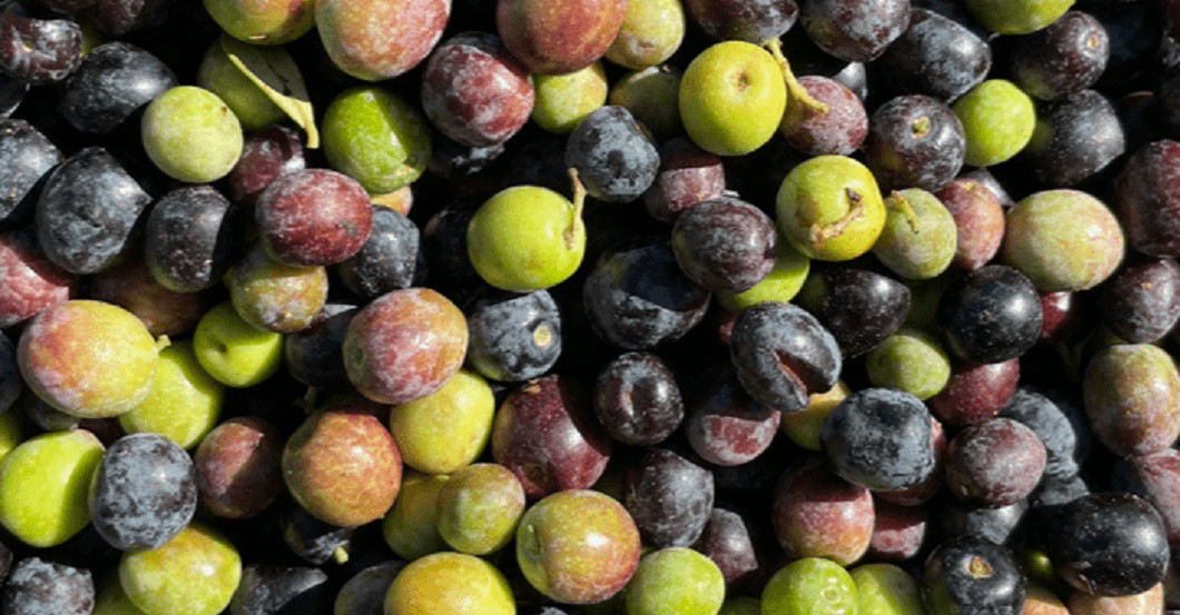  AGA Olivenbaum Kochbuch 