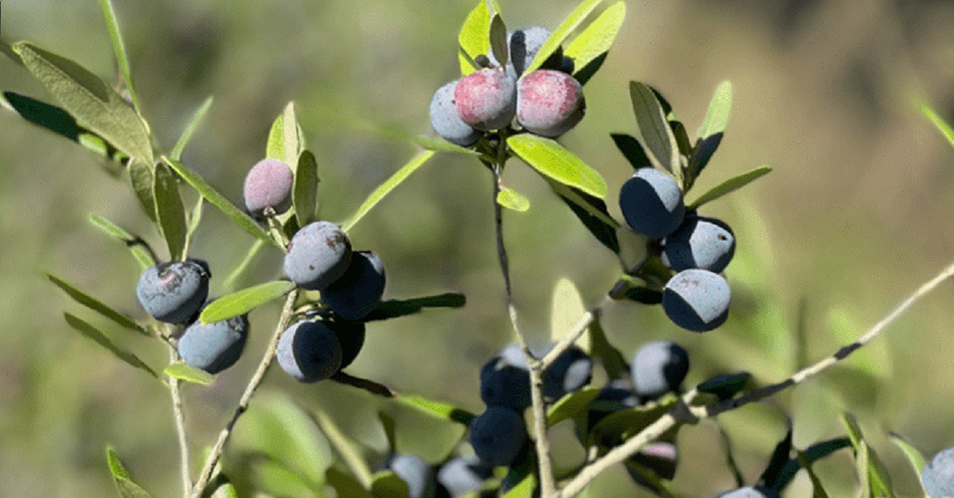  AGA Olivenbaum Kochbuch 