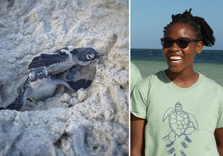  AGA Pate Schildkröte  