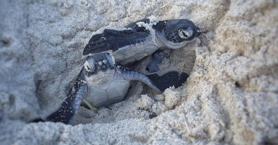 AGA Pate Schildkröte    AGA Pate Schildkröte