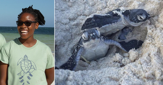  AGA Pate Schildkröte  