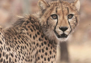  AGA Patenschaft Schmuck 