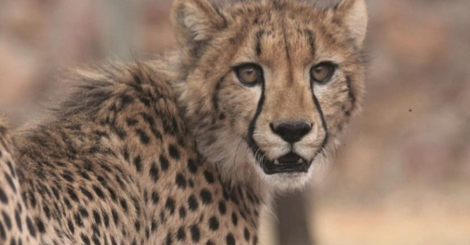  AGA Patenschaft Schmuck 