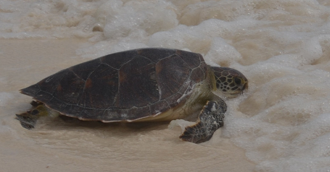  AGA Projektpate Buch 