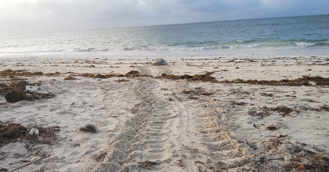  AGA Schildkröte Name 